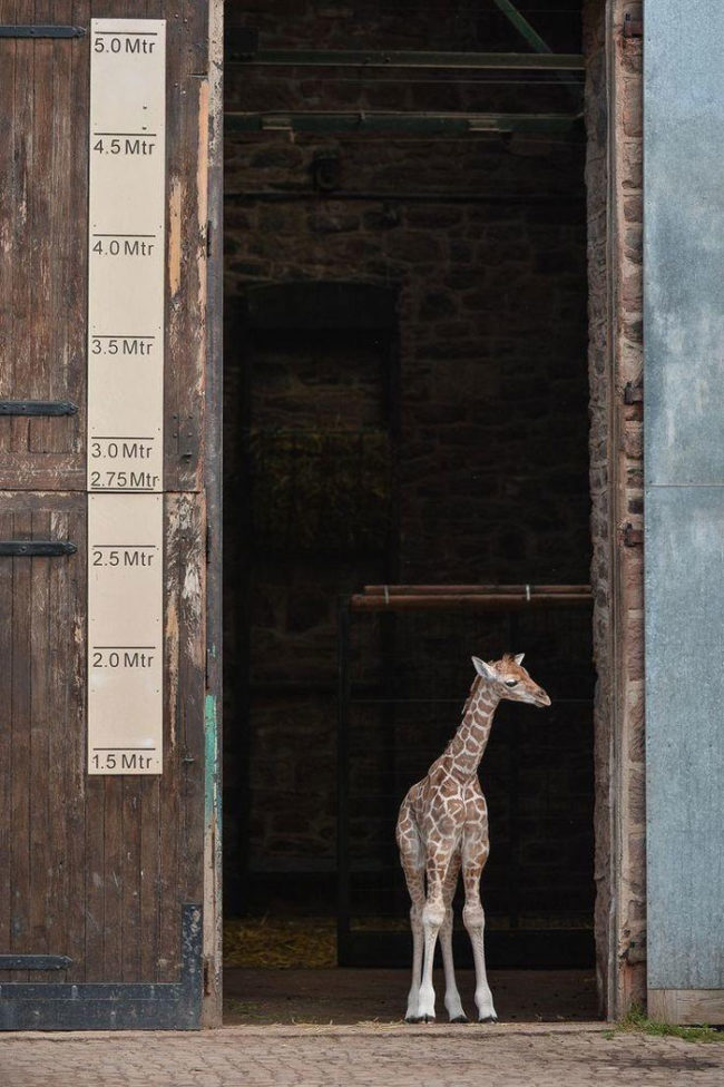 Baby giraffe has some growing to do