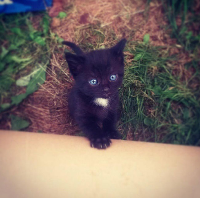Found this picture on my phone of my kitten I took some years back. I needed to share