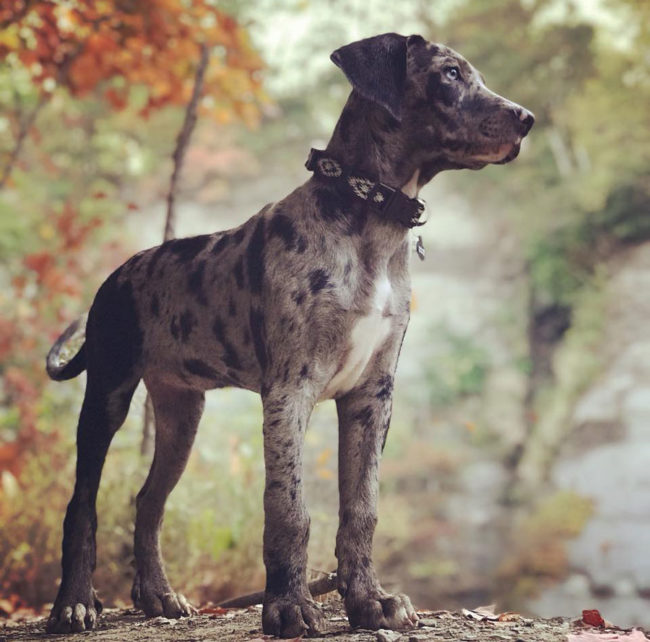 Catahoula pup on her first morning hike