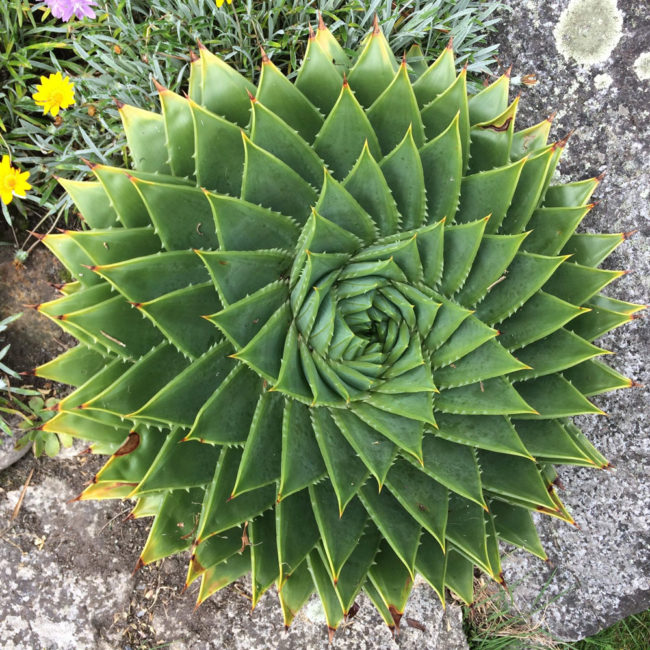 Fibonacci Succulent