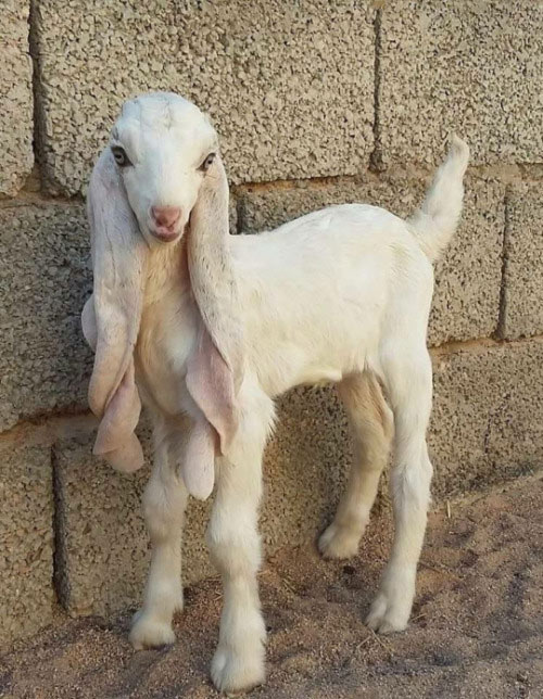 This is a Gulabi goat from Pakistan and it looks like it belongs in a fairytale