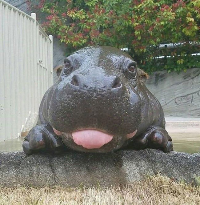 Hippo blep