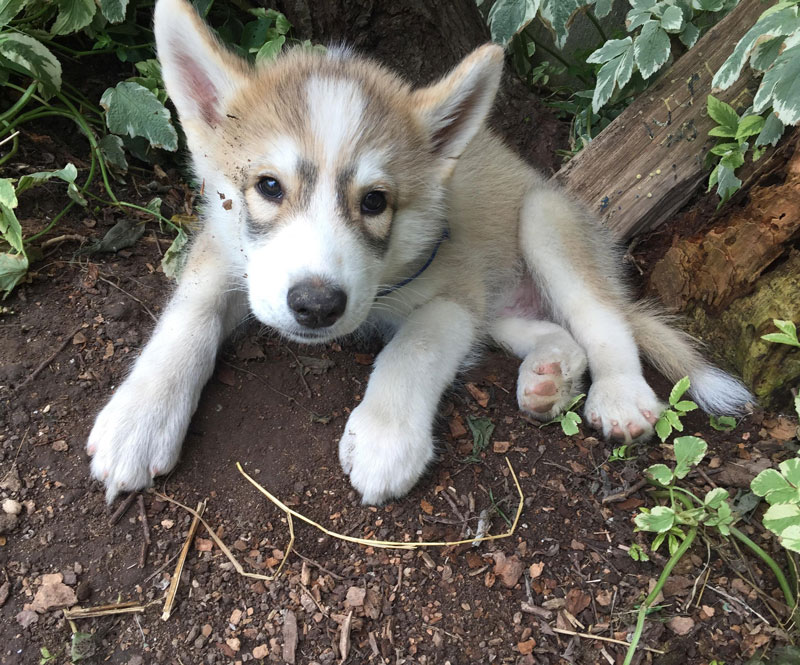 I caught my Husky, Storm, escaping the heat under some foliage in our backyard