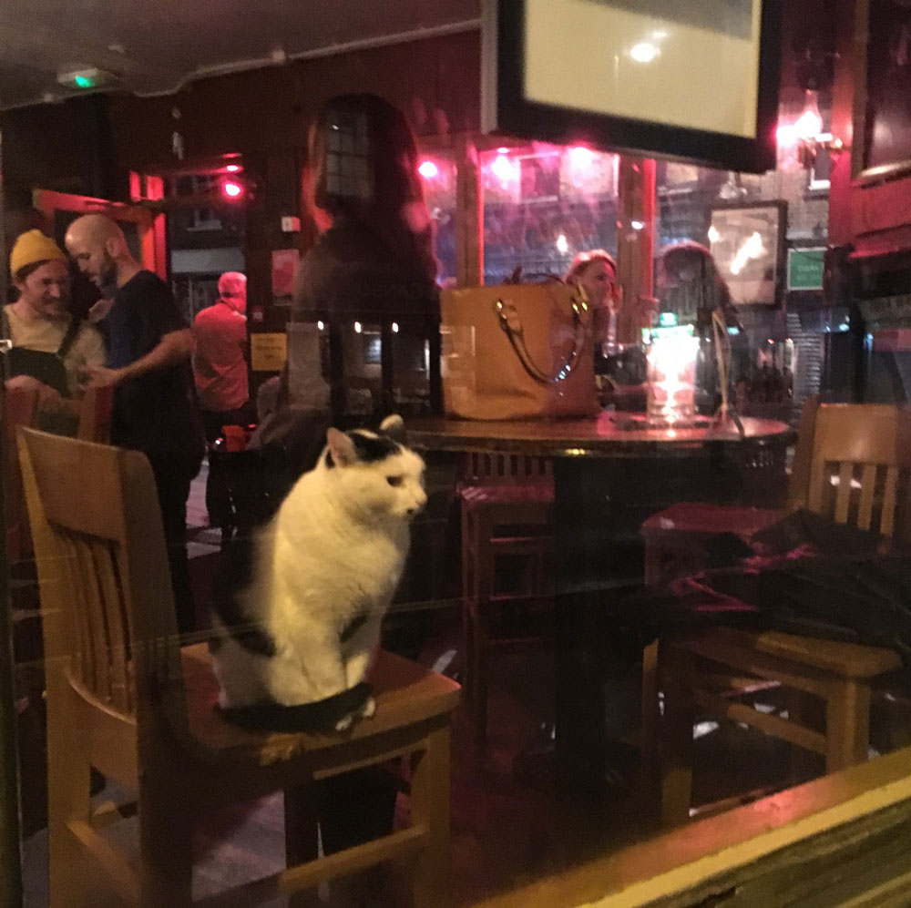 I think this cat's date didn't go well