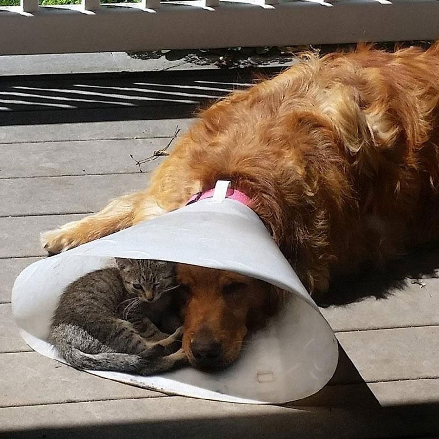 It's nice to have a buddy when you are down and out
