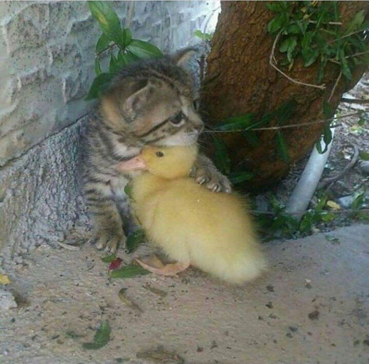 Kitten and duckling