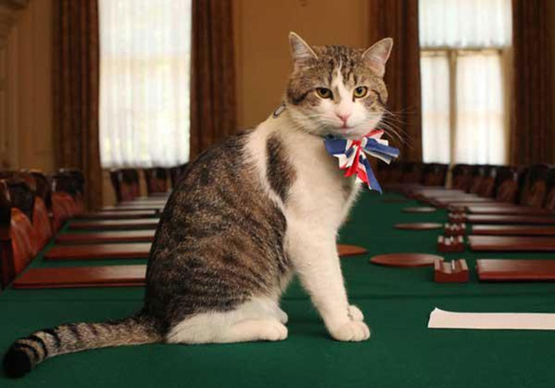 Larry is Chief Mouser to the British Cabinet Office and his official job description is greeting guests to the house, inspecting security defences, and testing antique furniture for napping quality