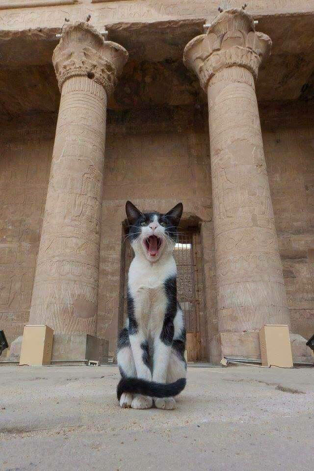 Leave me me alone or I'll call the Pharaoh!