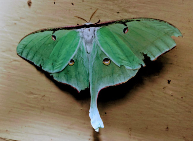 Luna Moth on my front porch