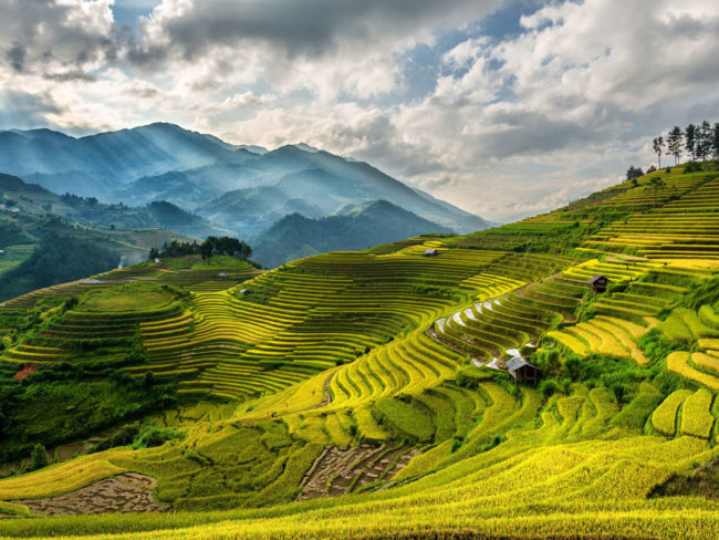 Morning on the rice terraces