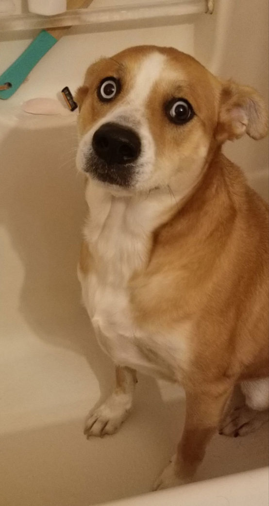 My dog mentally preparing for her bath
