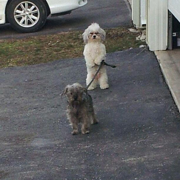 My neighbors dog has evolved...