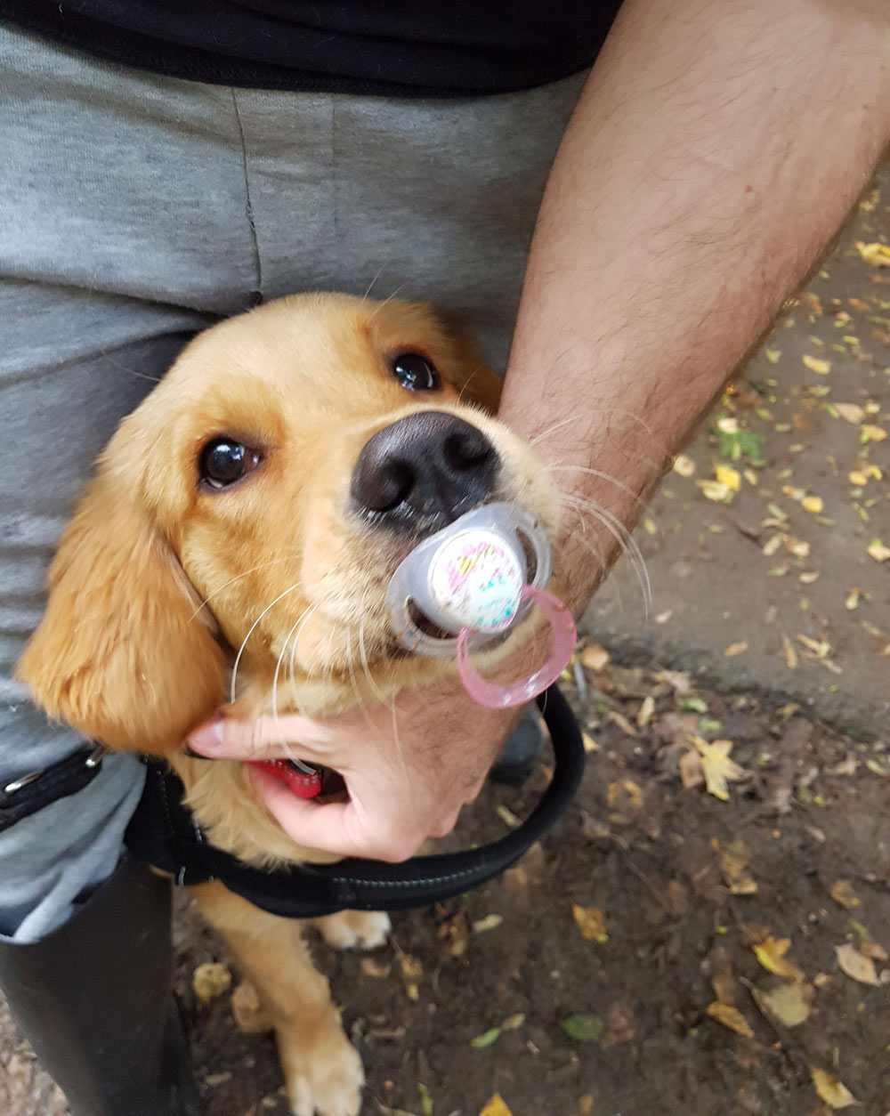 Our puppy picked something up on his walk
