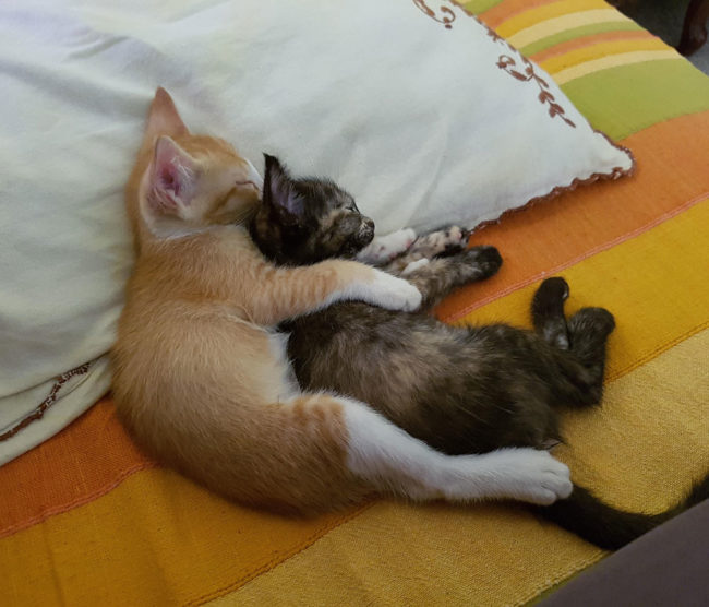 Our two kittens sleeping peacefully