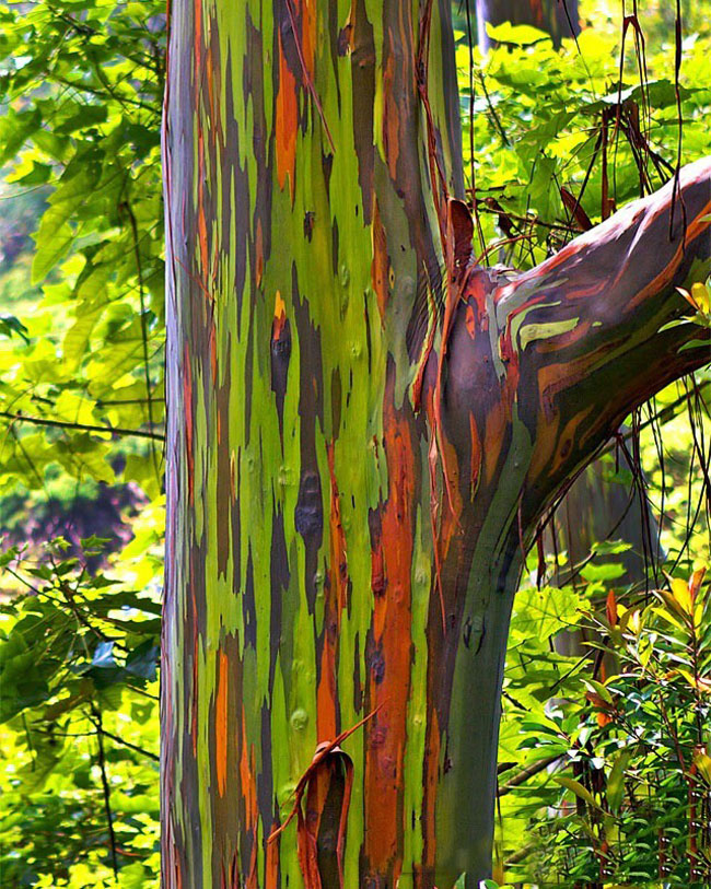 Bark of a Rainbow Eucalyptus tree