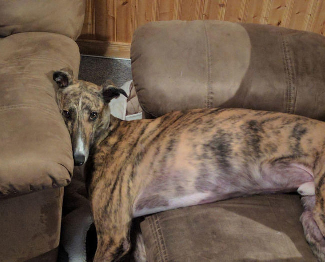 Retired race hound is learning how to dog, doesn't understand how to couch
