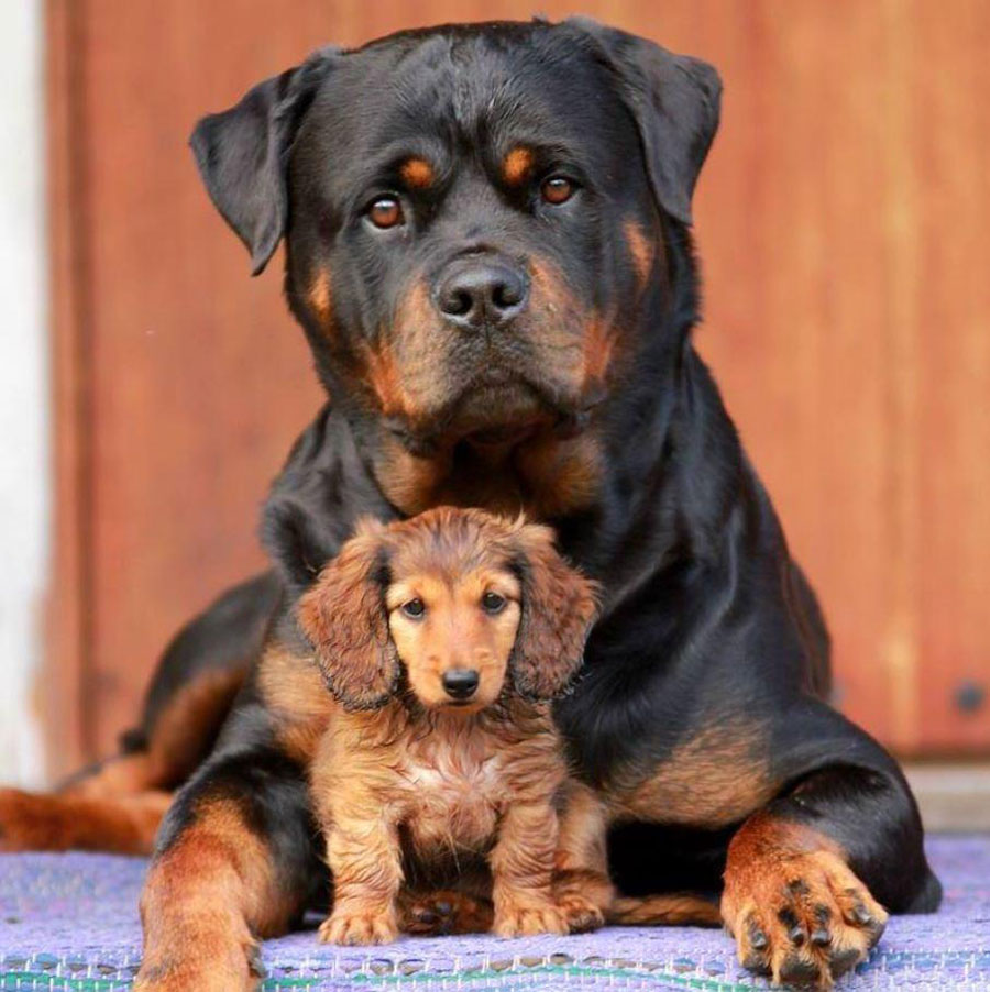 My Beautiful Rottweiler Protecting our new Family member