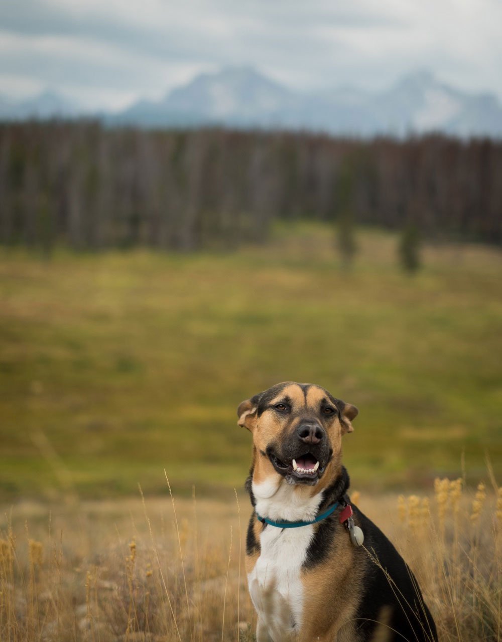 My best bud loving life in the Sawtooth Wilderness