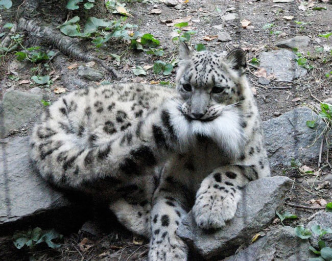Snow leopards are no longer endangered