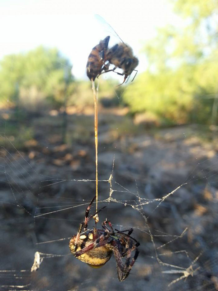 Spider catches bee, bee stings spider. Both dead, with bee's stinger still in the spider
