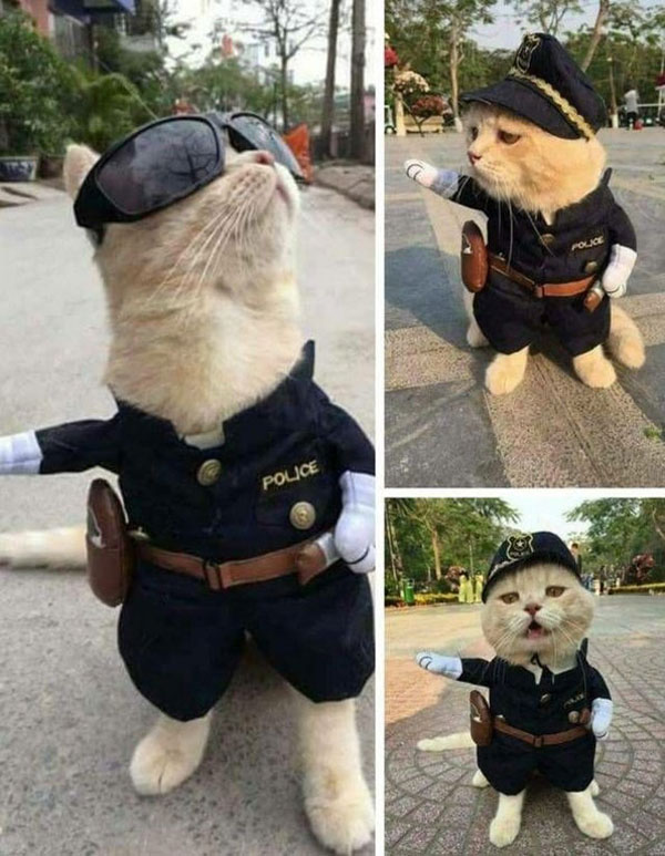The Police Cat