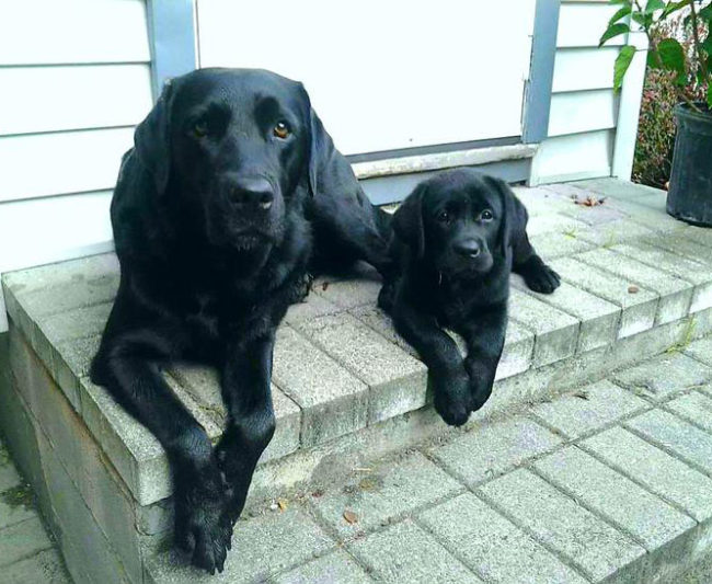 The cutest black labs...