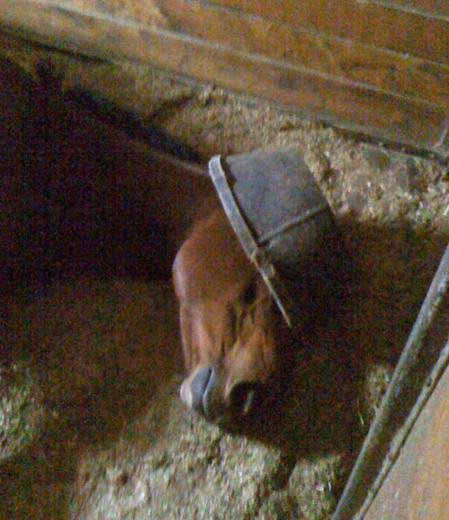 This is how my horse sleeps during the day