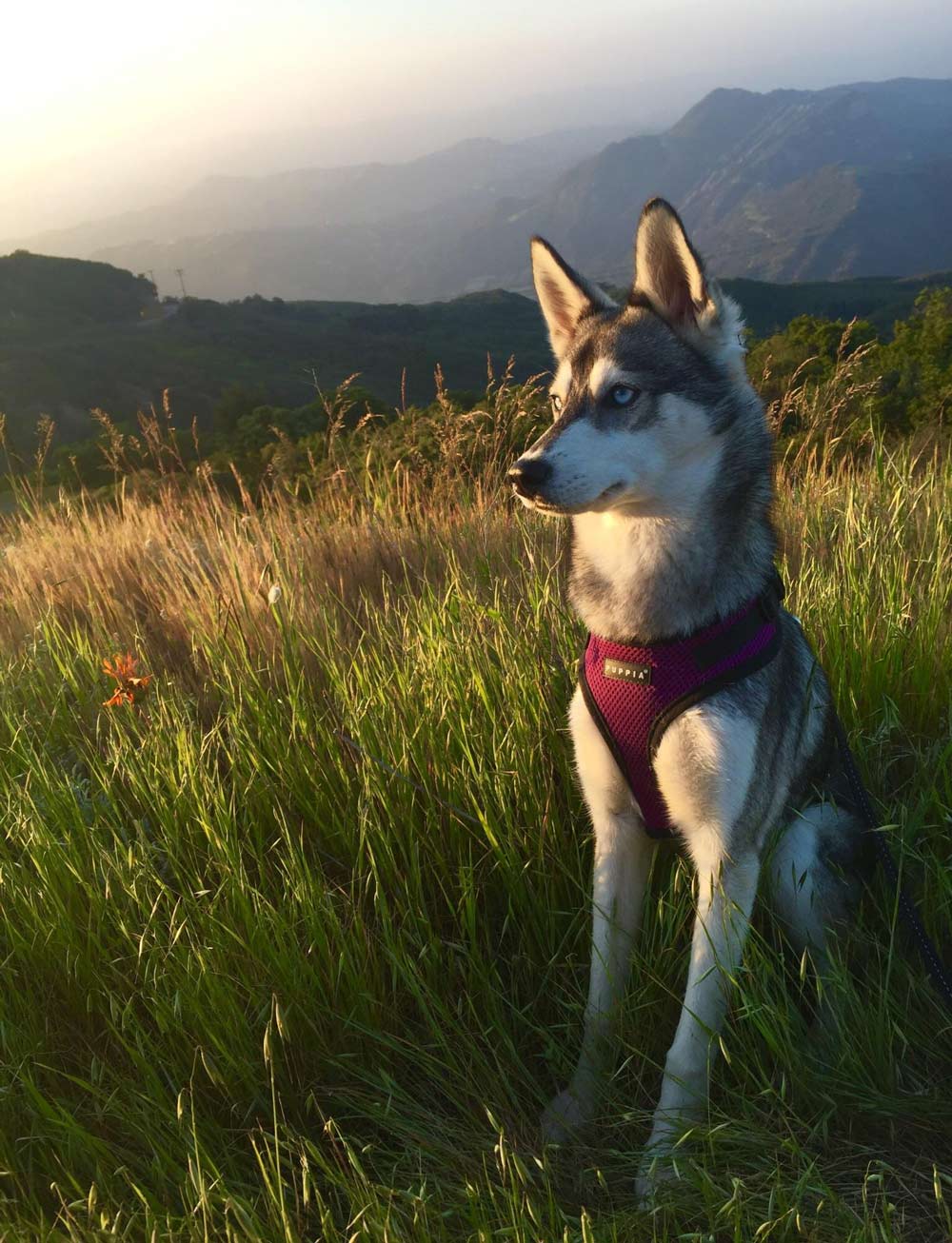 Took my girl on a sunset hike
