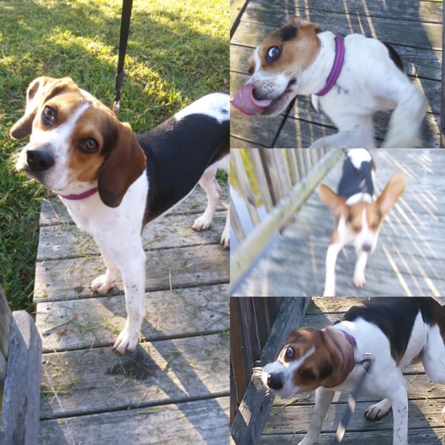 Trying to take a picture of my dog: Expectation vs. Reality