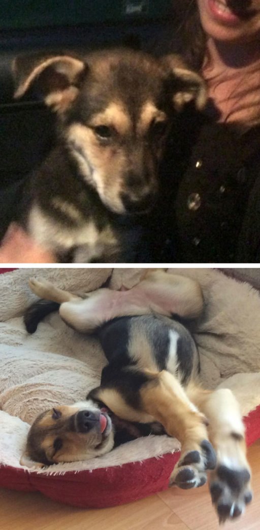 The day we adopted our puppy vs a couple of weeks later. She went from being scared of everything to the silliest goose ever