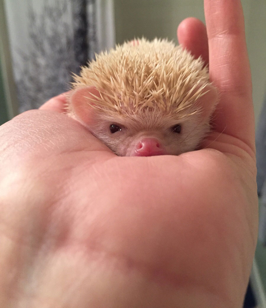Our new albino hedgehog, Dumptruck