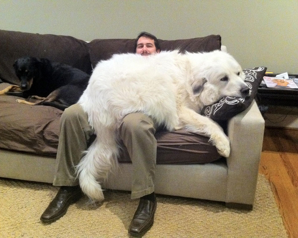 He may look like a bear but he identifies as a lap dog