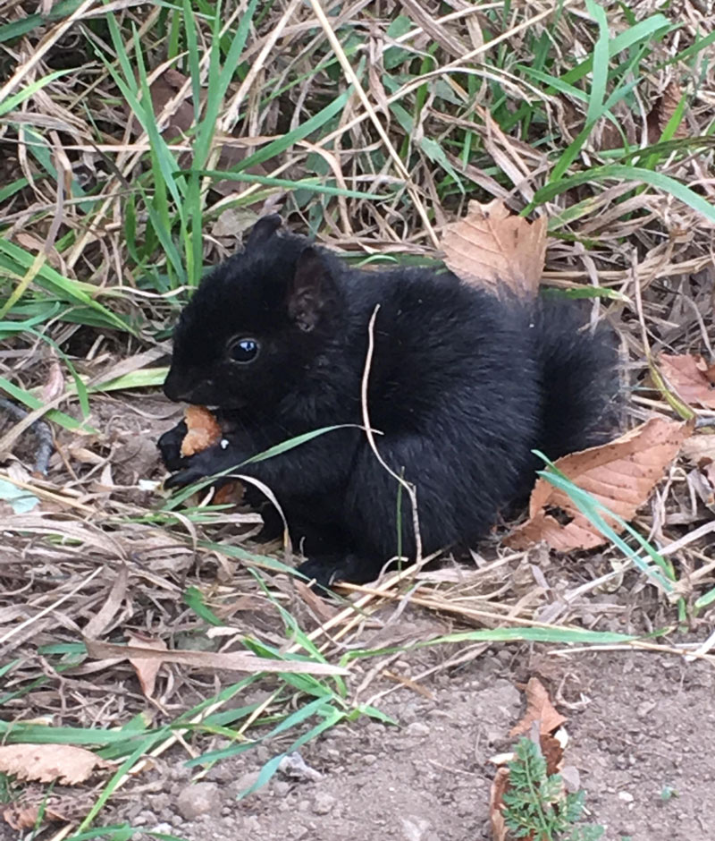 My first time seeing a black baby squirrel!