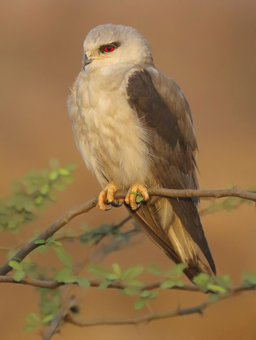 I took this photo of a black-winged kite who lives on my uncle's farm