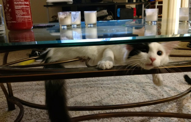I told her she couldn't be on the table. She decided to be in the table