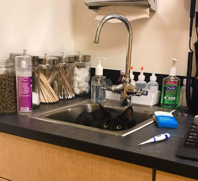 My friend's cat is scared of the vet