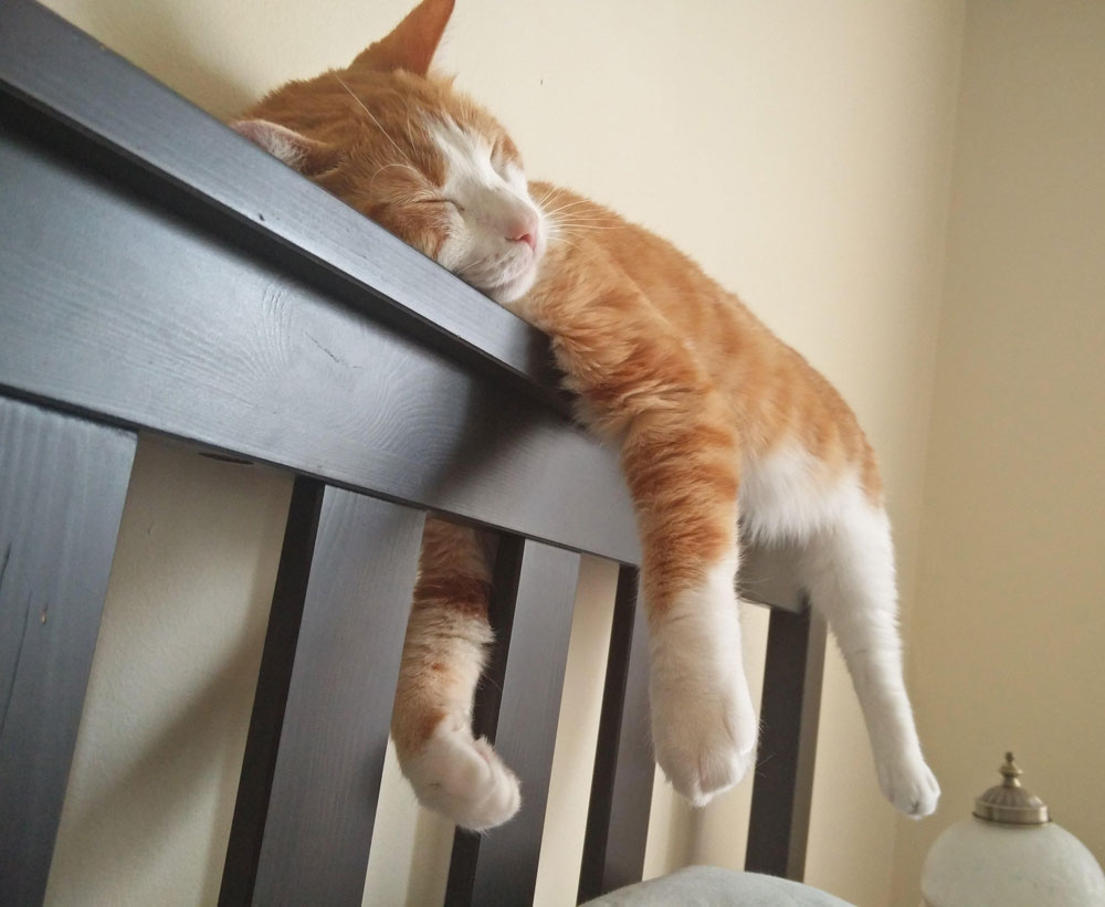 My almost 2 year old cat likes to sleep on the headboard