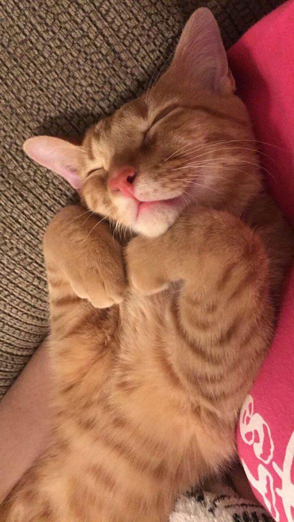 My friend's cat sleeps like this and it's too precious for words