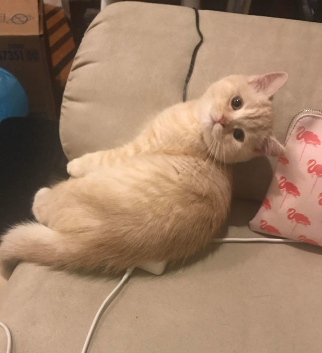 My cat uses my computer's adapter as a butt-warmer, gives zero hoots about my opinion on the matter