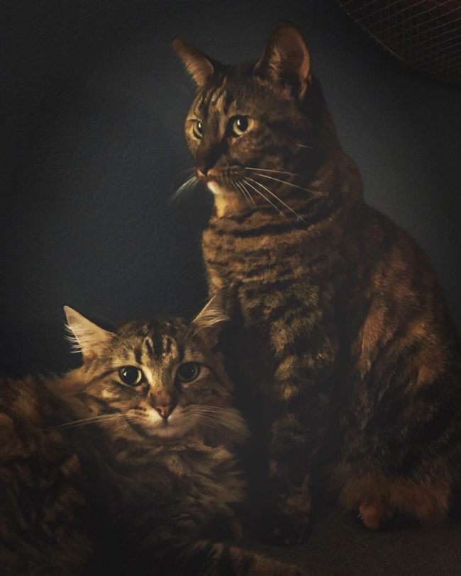 Happened to take a photo of 2 of our cats tonight that looks like it should be on a giant canvas above a fireplace in a house that smells of rich mahogany