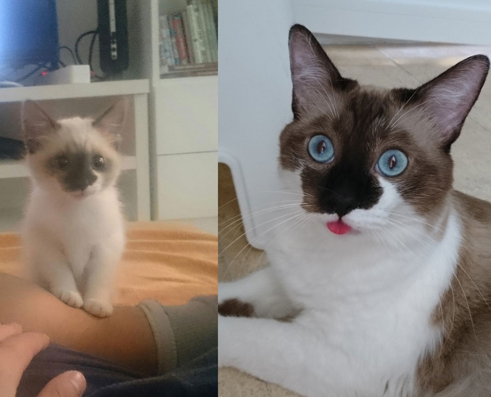 Meet Mushu. 6 months ago, when I adopted him / today just after I found out his parents were siblings