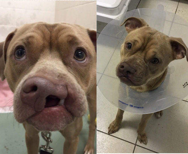 Clefford was stuck in a shelter for months with a cleft lip. Now he's fixed up and healing in his forever home!
