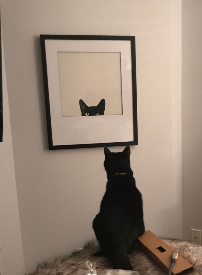 Our cat is very confused with our new picture