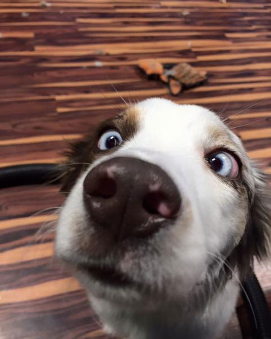 They say if you boop the snoot too much, they go cross eyed