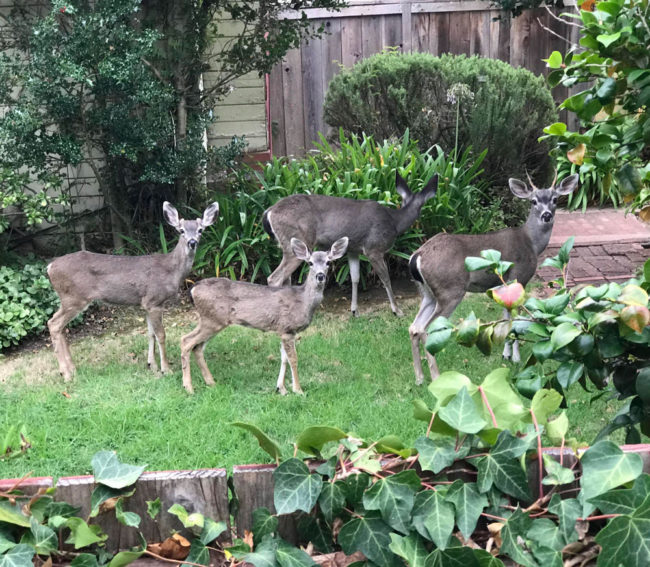 My new neighbor! Heard some noise next door from my backyard, took a peek and see this cute family of four