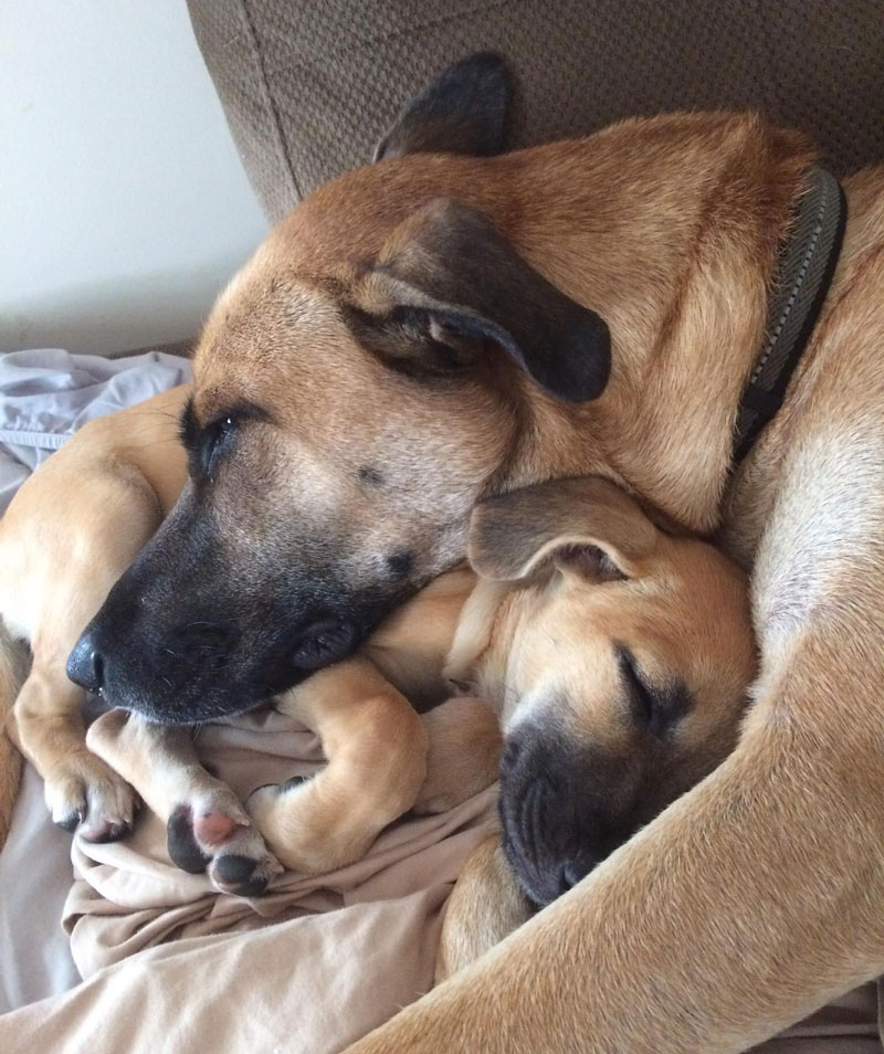 My dog and our foster puppy (that is now adopted)