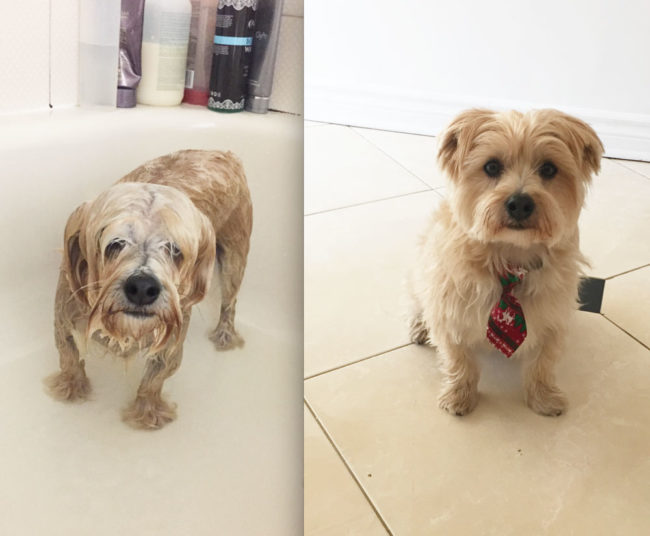 Good boy Milo finds baths a bit ruff....but also essential
