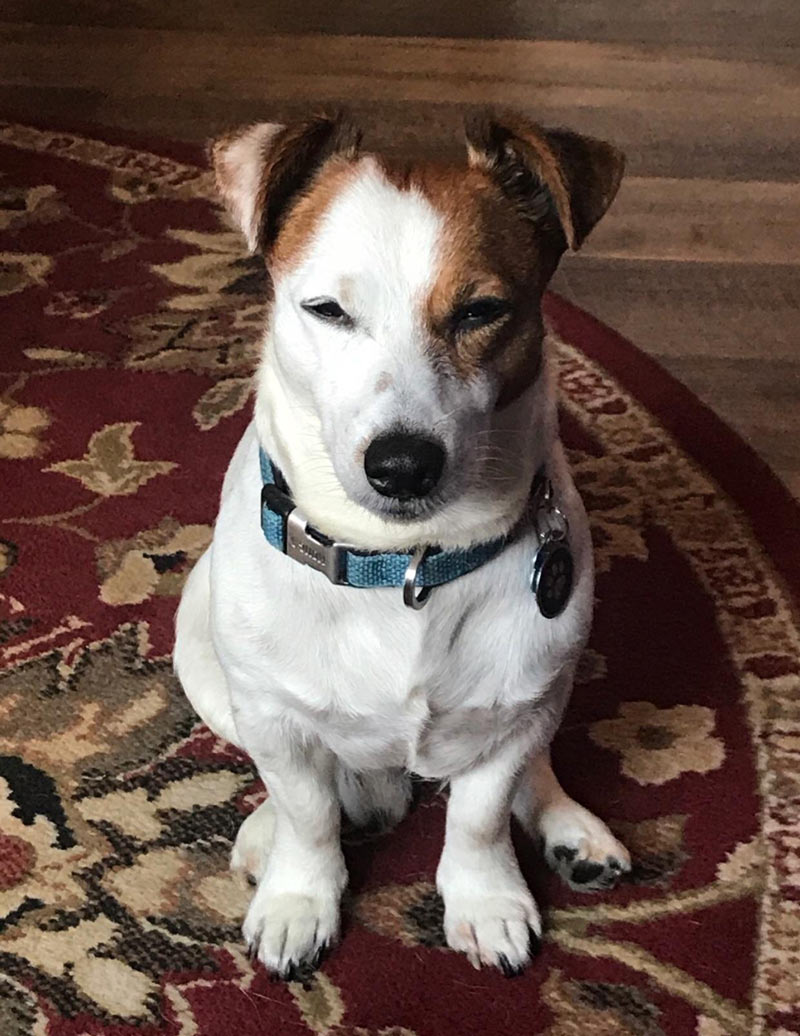 I feel like my dog is constantly judging me