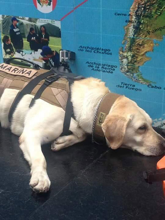 "Frida" the good girl who saved more than 50 people from Mexico's earthquake, is finally having the rest she deserves