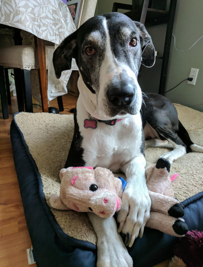 Abby and her "baby", she's had it for 3 years & she bathes it, carries it around, cuddles it... She just loves her baby piggy!